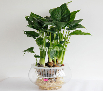 聚焦宁波江北，植物租摆设计的惊艳之选